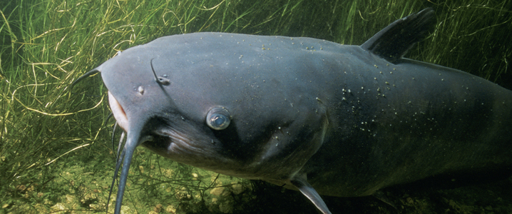 Surely, the greatest abomination nature has ever seen